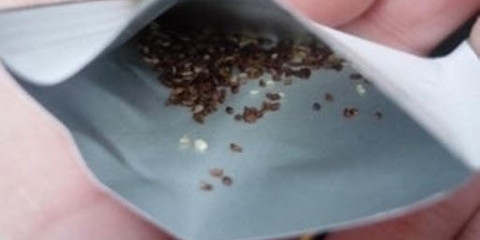 Karpatsko zvono: uzgoj iz sjemena kod kuće